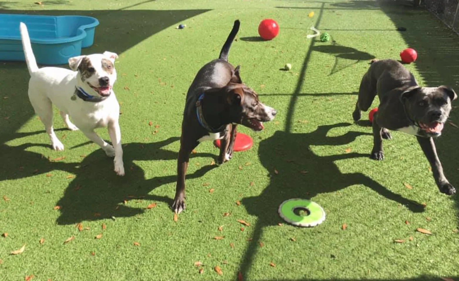 3 dogs playing on artificial turf area