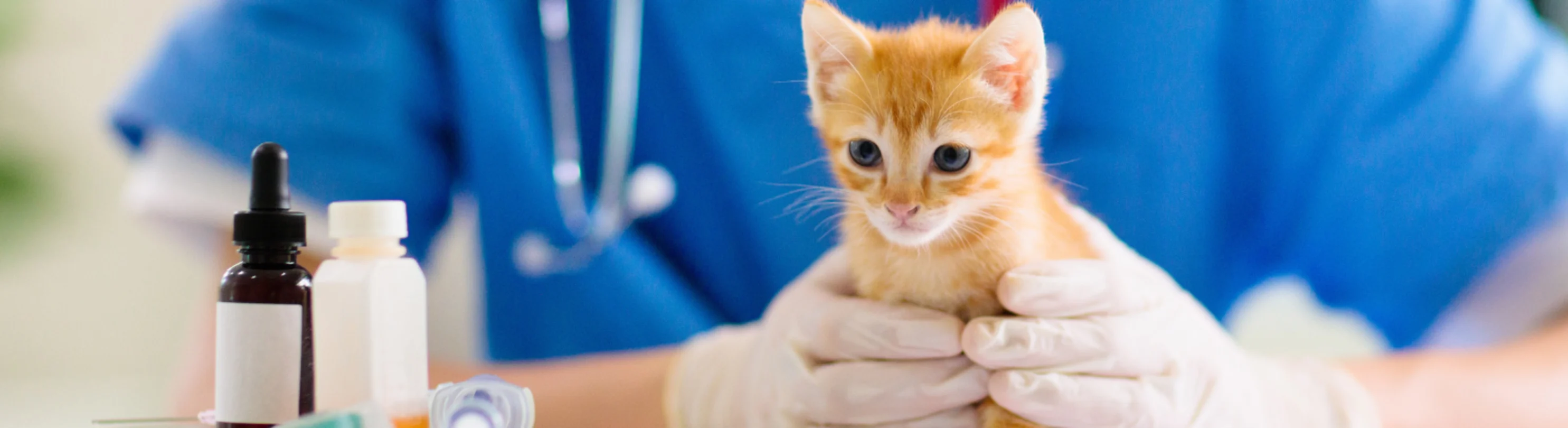 Kitten in Clinic with nurse Kitten in Clinic with nurse