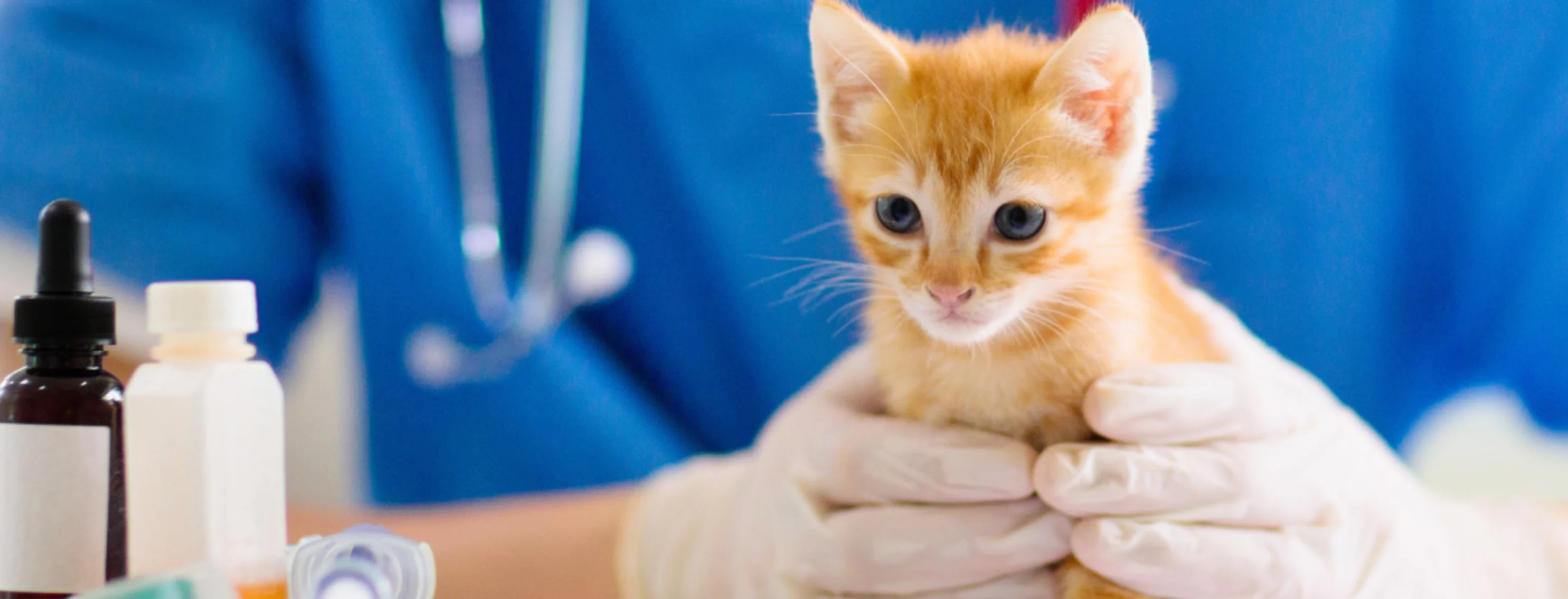 Kitten in Clinic with nurse Kitten in Clinic with nurse