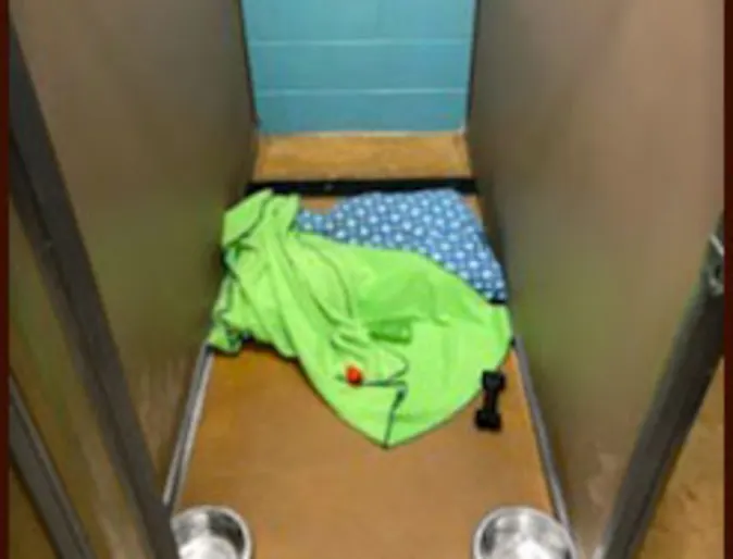 A canine suite for pets to rest A canine suite for pets to rest