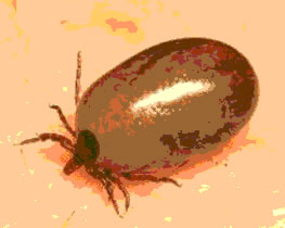 Close up of a tick