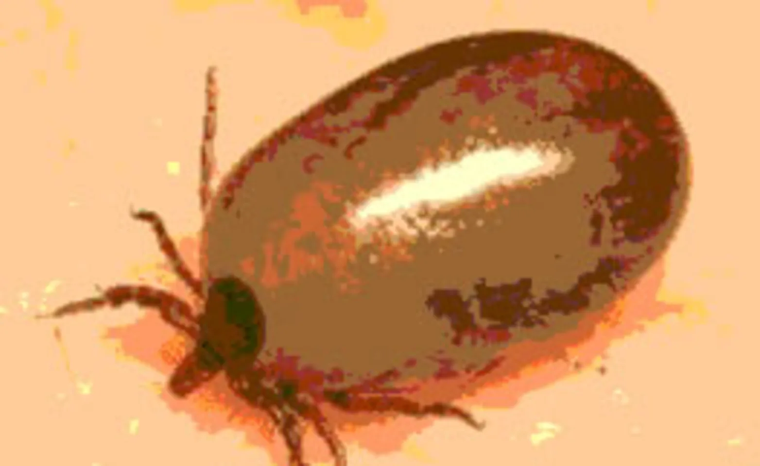 Close up of a tick Close up of a tick