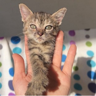 Ava, Female, DOB 3/10/2026