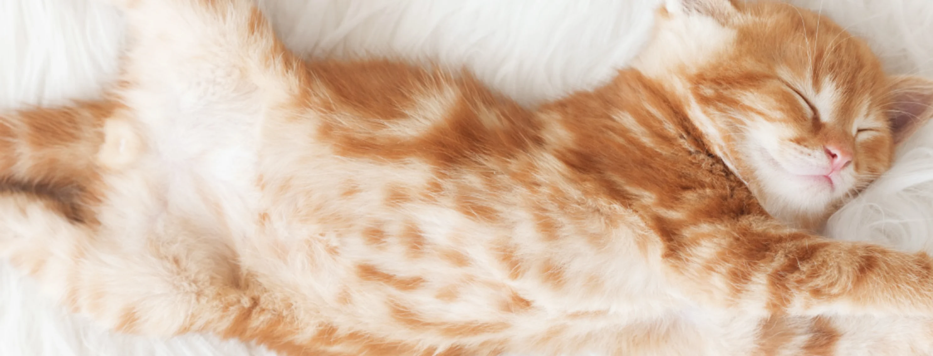 Orange kitten stretching 