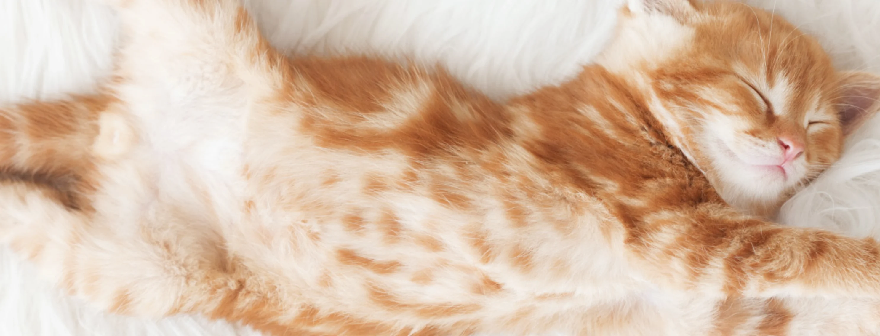 Orange kitten stretching  Orange kitten stretching