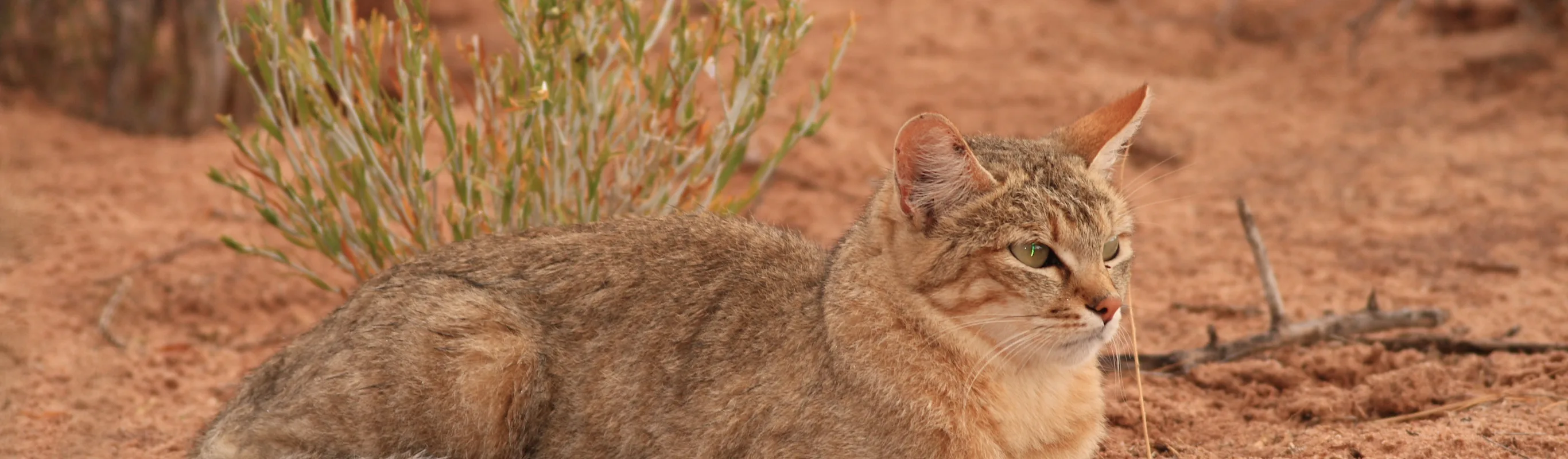 Cat Cat