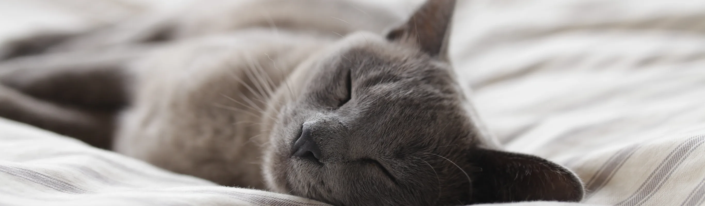Cat sleeping in a soft white bed Cat sleeping in a soft white bed