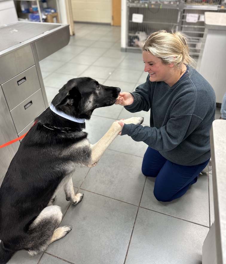 Our Staff Holding a Patient (Dog)'s Paws