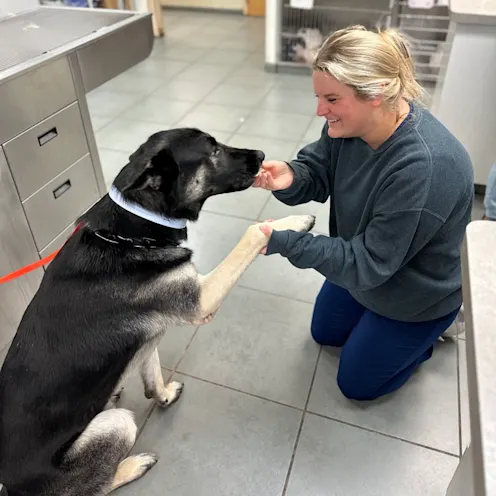 Our Staff Holding a Patient (Dog)'s Paws Our Staff Holding a Patient (Dog)'s Paws