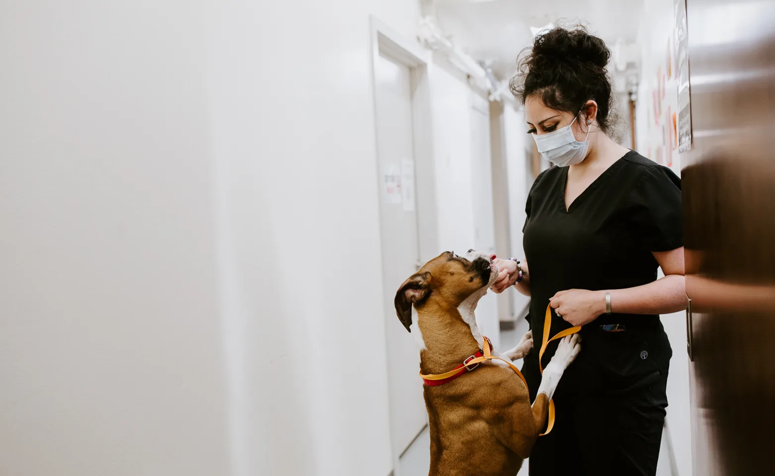 Vet giving a dog treats in a hallway
