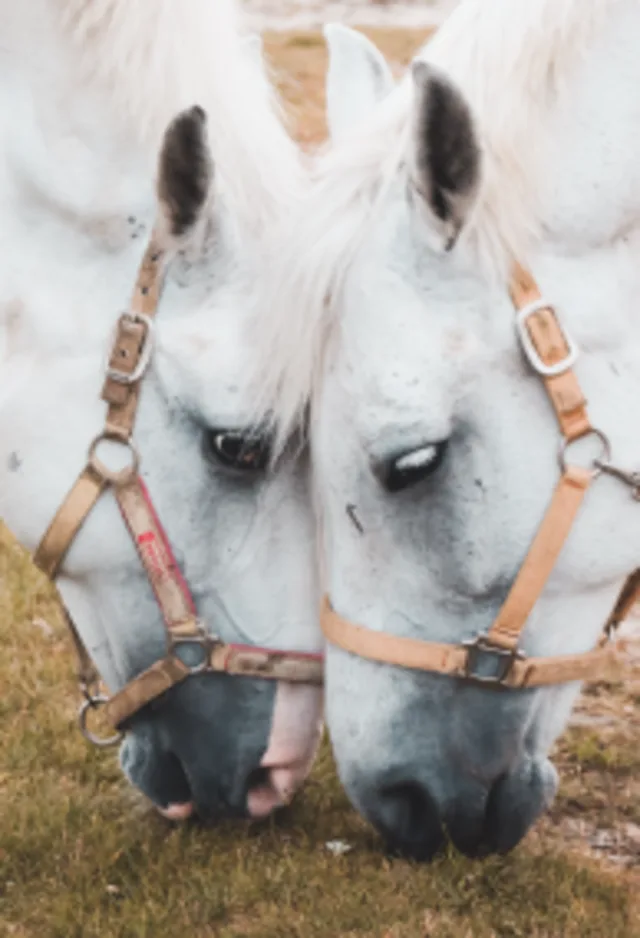 Two Horses Eating Two Horses Eating