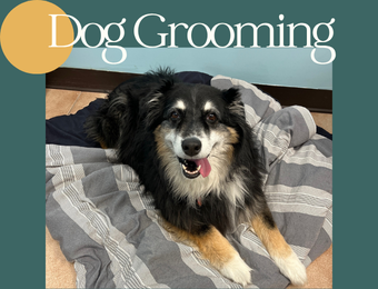 Beattie Pet Hospital - Brantford - Dog Grooming