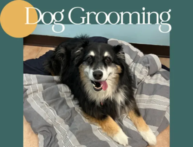 Beattie Pet Hospital - Brantford - Dog Grooming Beattie Pet Hospital - Brantford - Dog Grooming