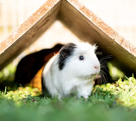 Guinea Pig under house Guinea Pig under house
