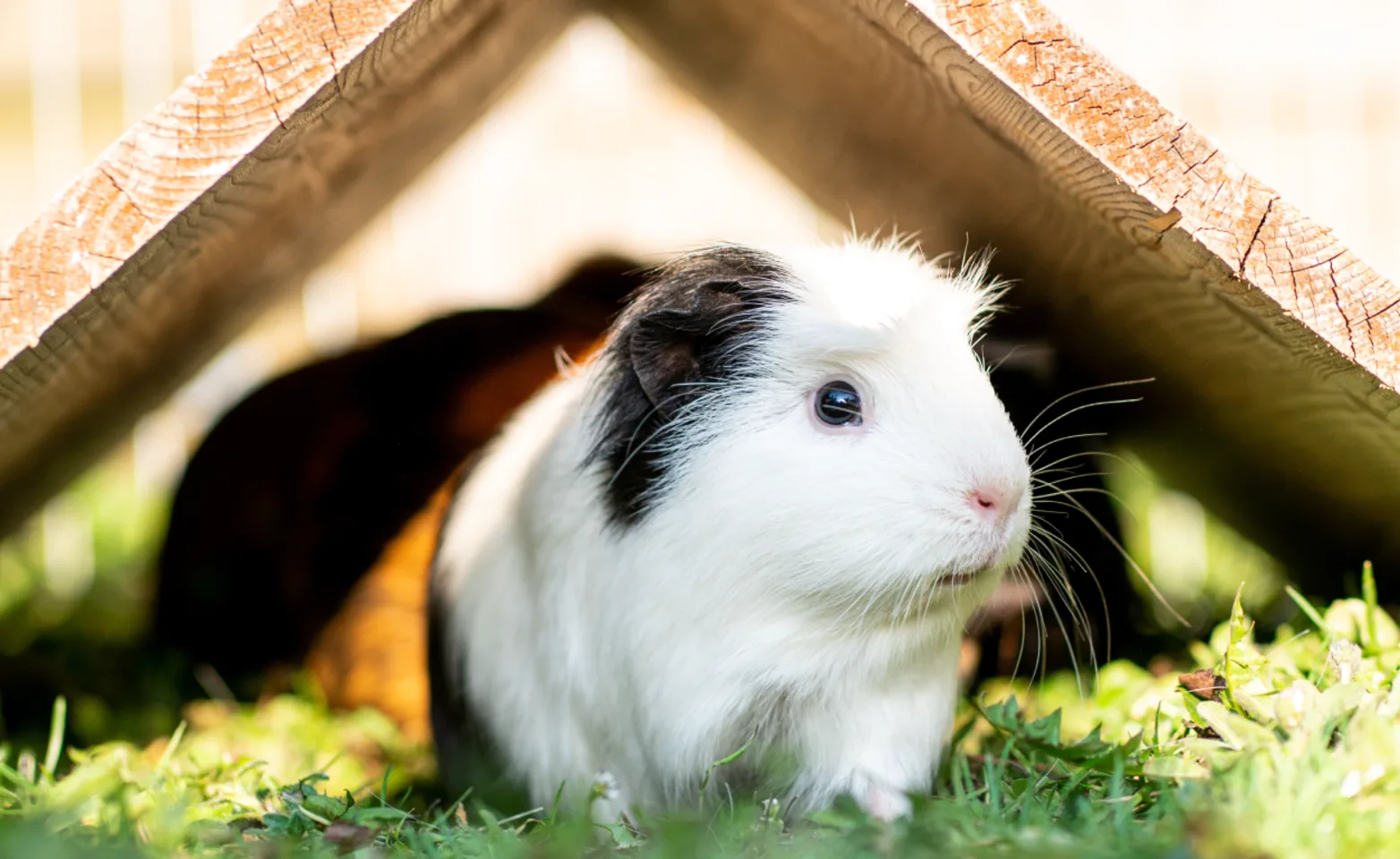 Guinea Pig under house Guinea Pig under house