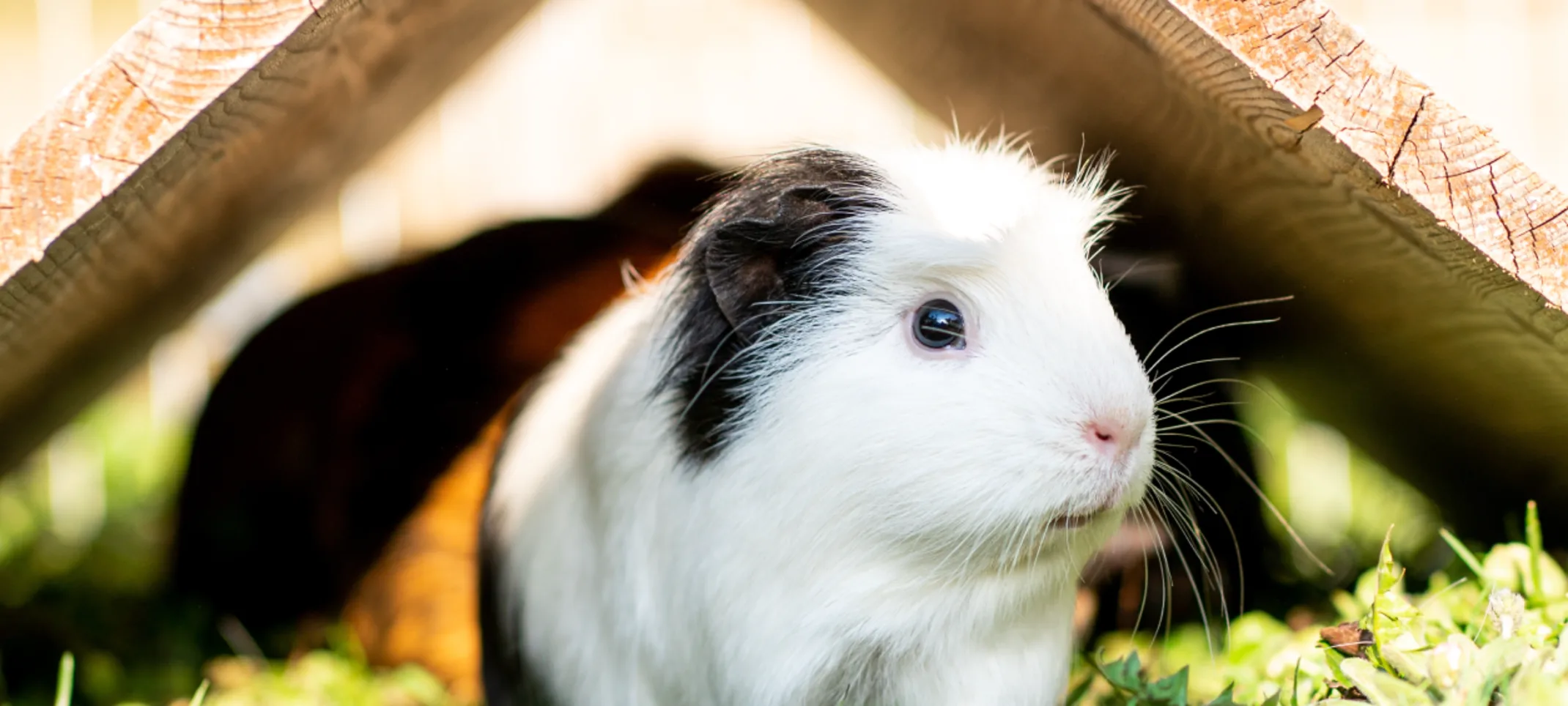 Guinea Pig under house Guinea Pig under house