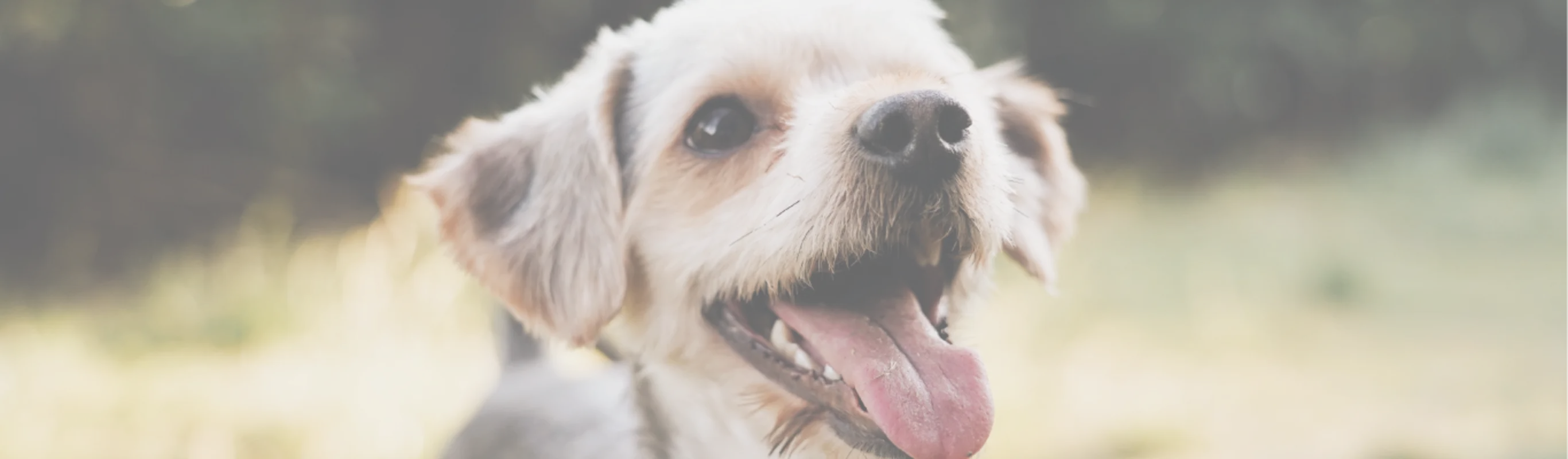 Dog with Tongue out