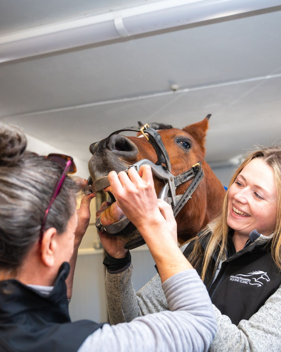 Veterinarian and technician assessing equine patient's mouth
