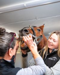 Veterinarian and technician assessing equine patient's mouth