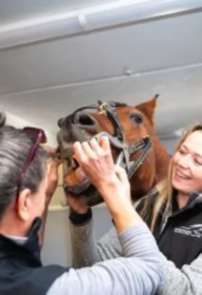 Veterinarian and technician assessing equine patient's mouth Veterinarian and technician assessing equine patient's mouth
