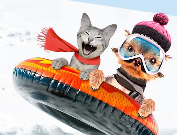 two cats sledding two cats sledding