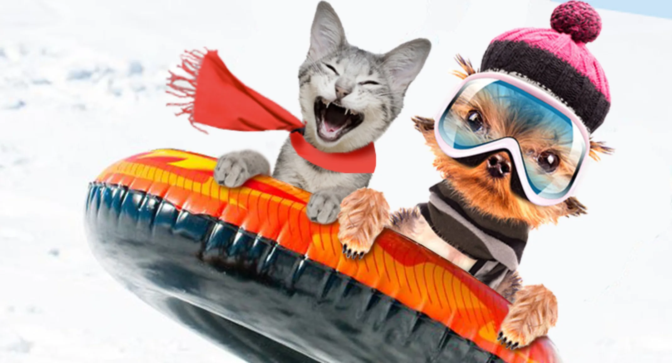 two cats sledding two cats sledding