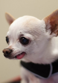 White Chihuahua with its tongue sticking out