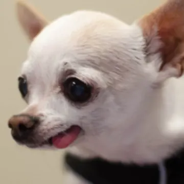 White Chihuahua with its tongue sticking out White Chihuahua with its tongue sticking out