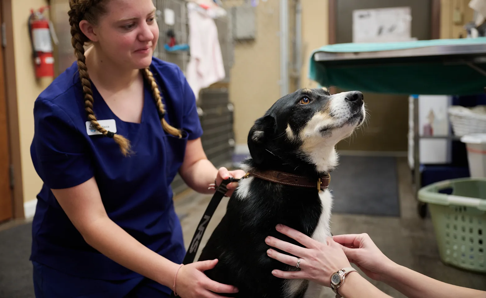 Two employees helping a dog