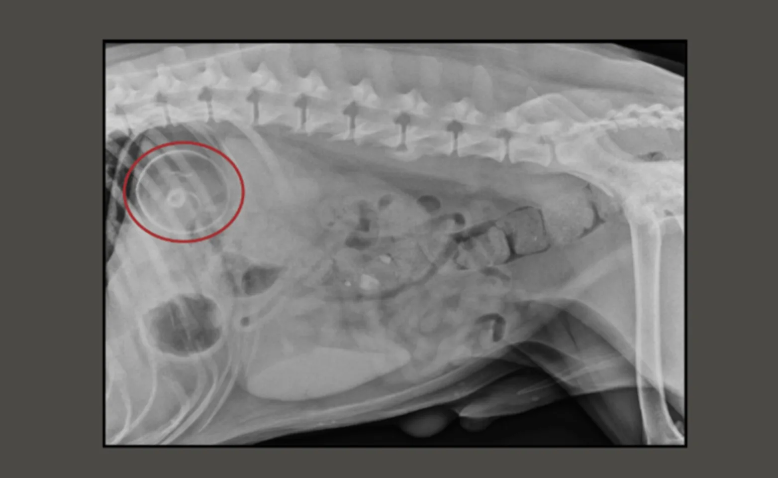 A radiograph of a dog's abdomen