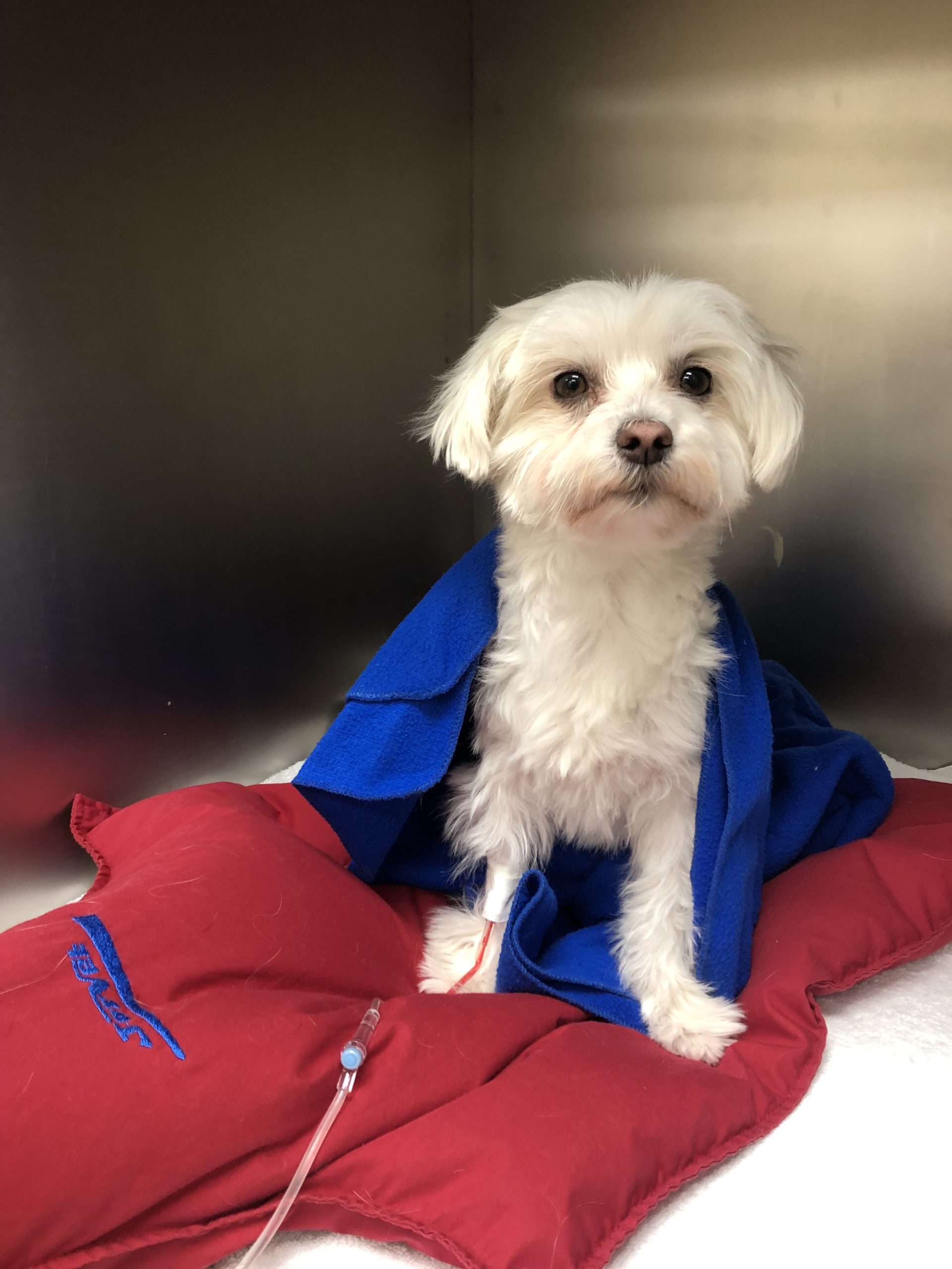 Lucy using our Warm Air Bed