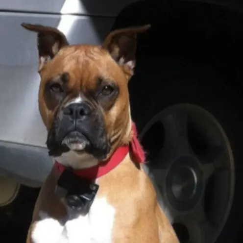 A brown and white boxer sitting outside in the sun wearing a red collar
