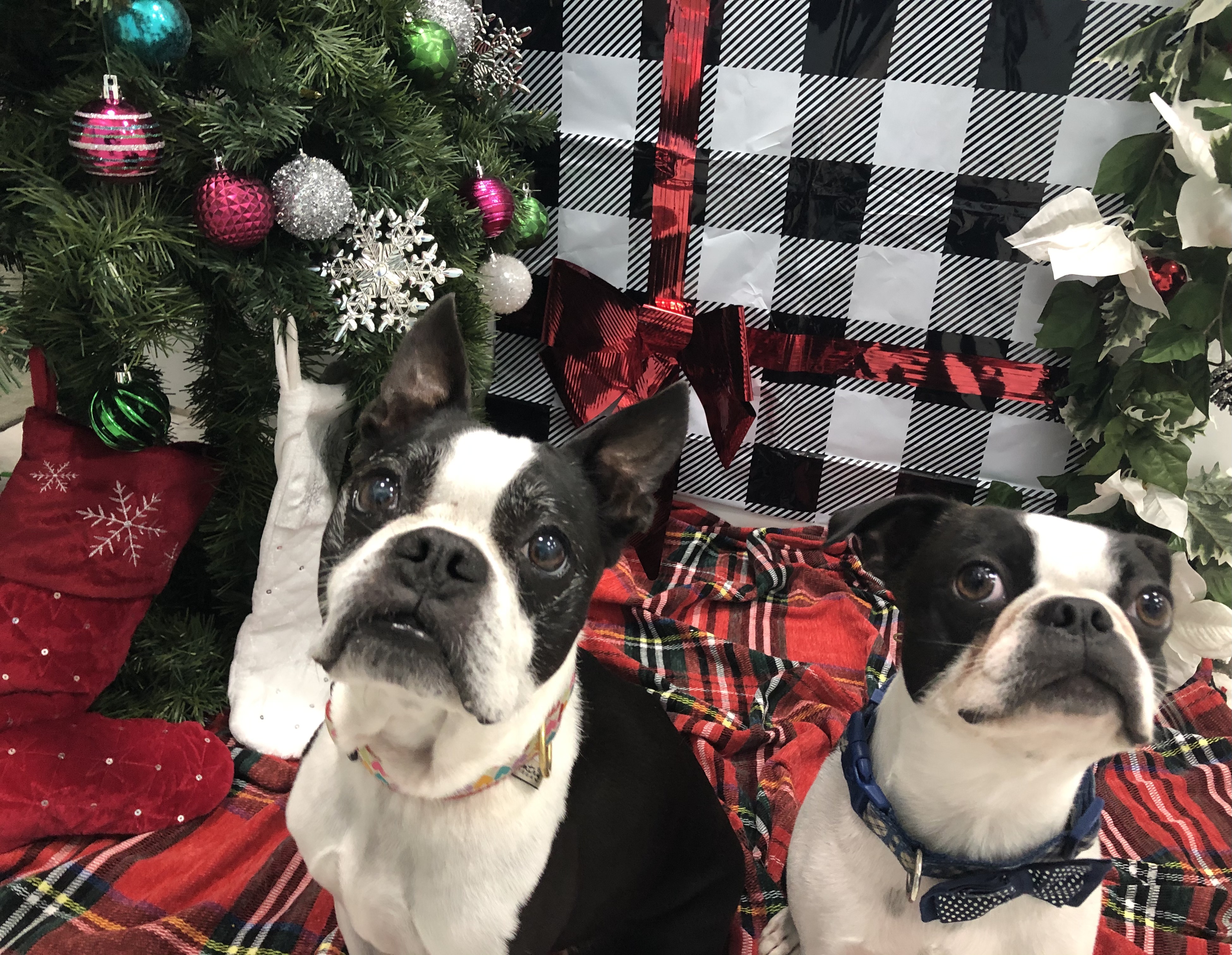 Two Boston Terriers at  Woofdorf Astoria of Lakewood Ranch Indoor Lobby