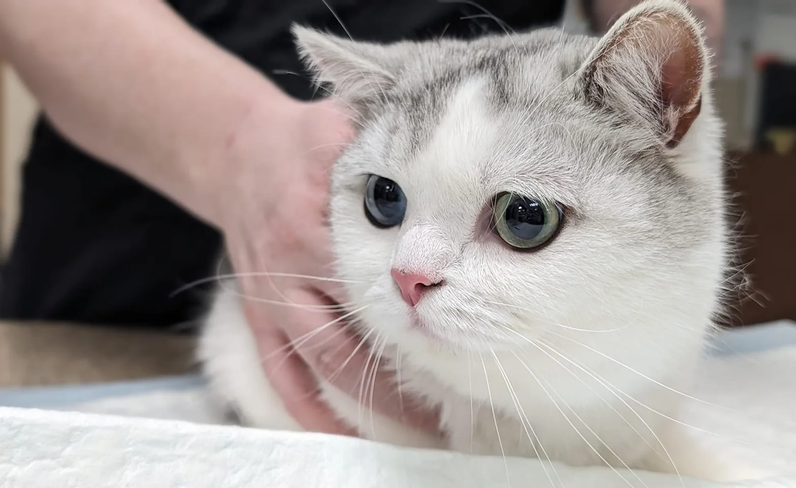 White cat with multi-colored eyes. White cat with multi-colored eyes.