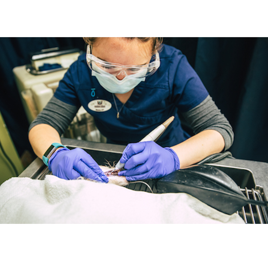 Staff doing dental services on a dog