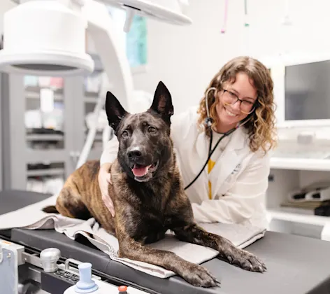 brown dog on table being tended to by doc brown dog on table being tended to by doc
