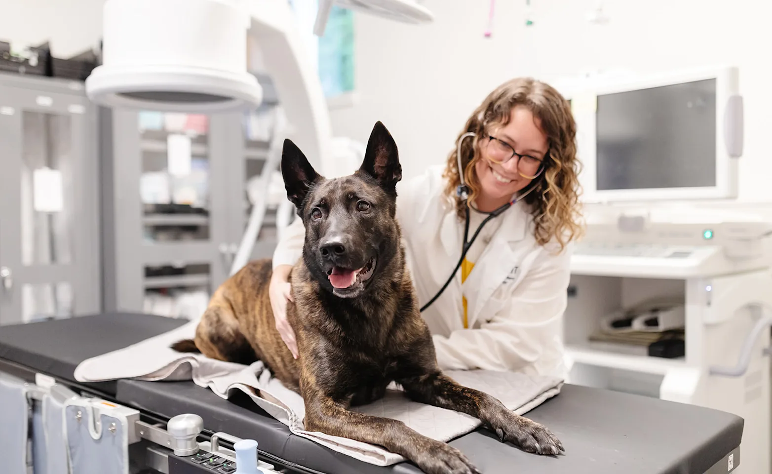 brown dog on table being tended to by doc brown dog on table being tended to by doc