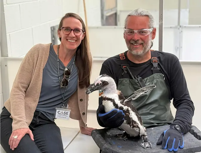Two people with Keni the African Penguin Two people with Keni the African Penguin