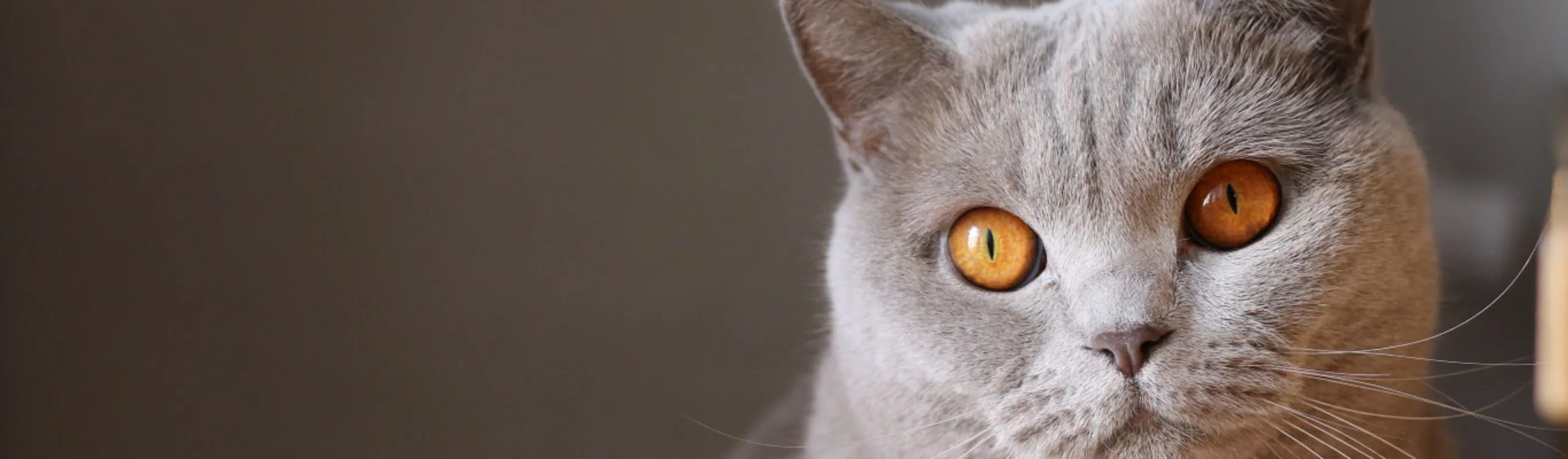 Cat with orange eyes Cat with orange eyes