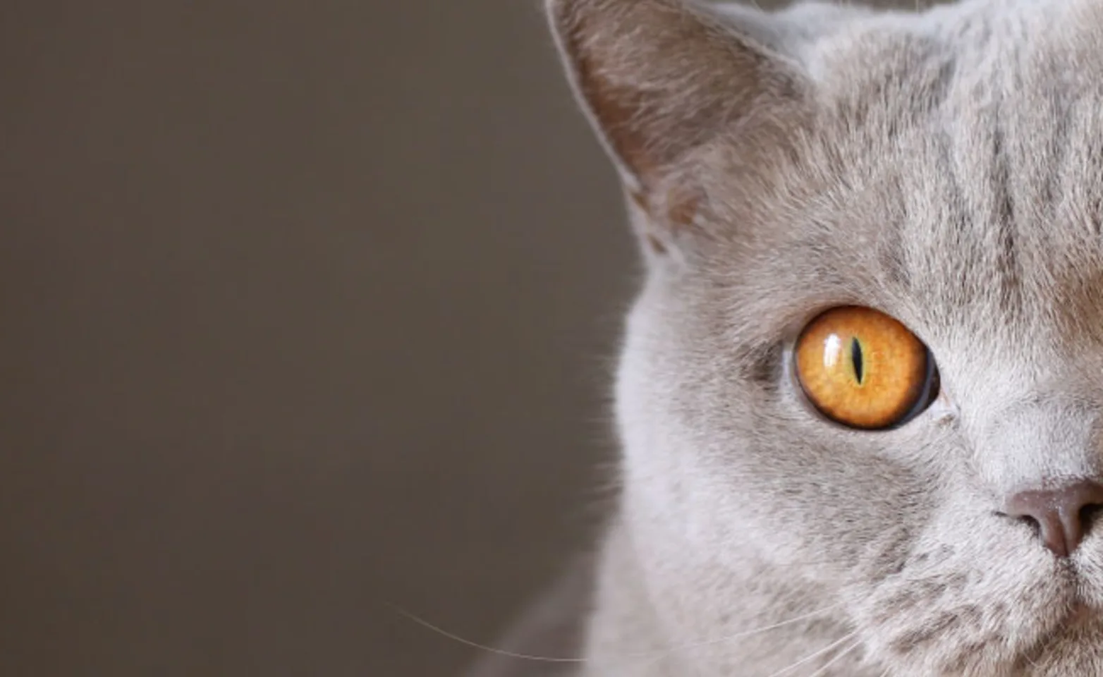 Cat with orange eyes