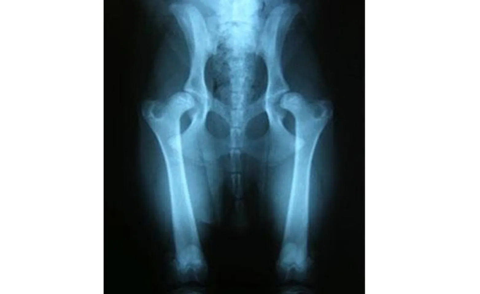 Radiograph showing a young dog with mildly subluxated hips as a result of joint laxity seen in the juvenile form of hip dysplasia. Radiograph showing a young dog with mildly subluxated hips as a result of joint laxity seen in the juvenile form of hip dysplasia.