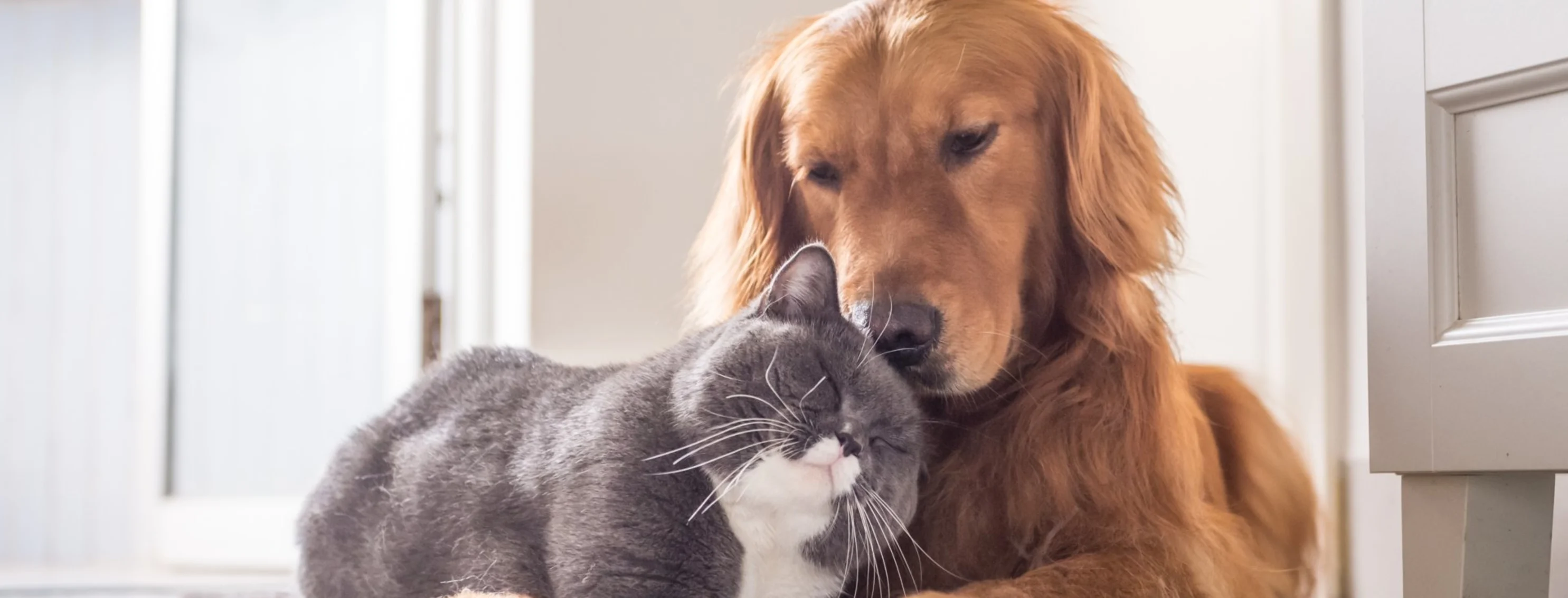 Cat and dog laying together. Cat and dog laying together.
