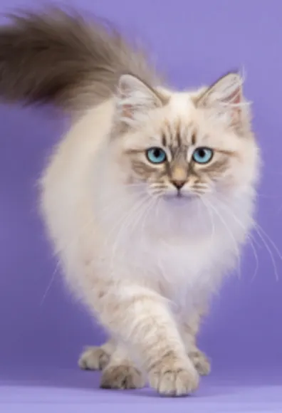 A White Cat Looking at the Camera A White Cat Looking at the Camera