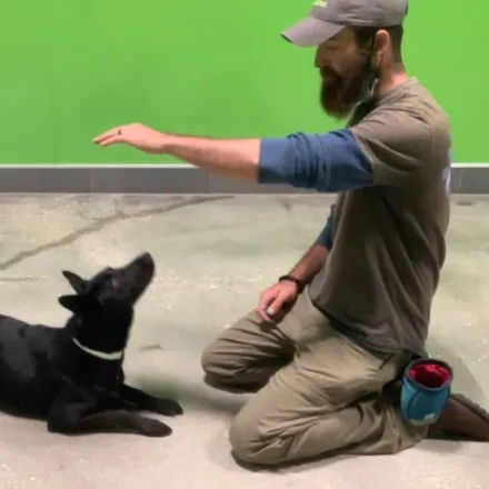 Man with baseball cap training a black dog.