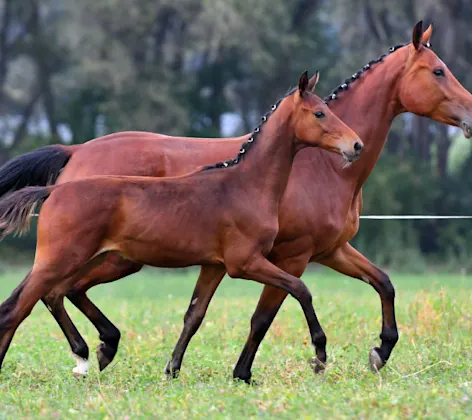 Mare and her foal trotting in synchronization Mare and her foal trotting in synchronization