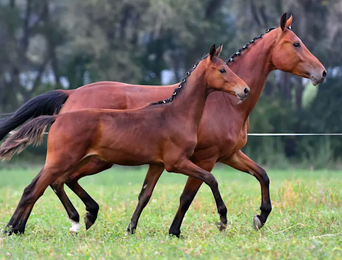 Mare and her foal trotting in synchronization Mare and her foal trotting in synchronization