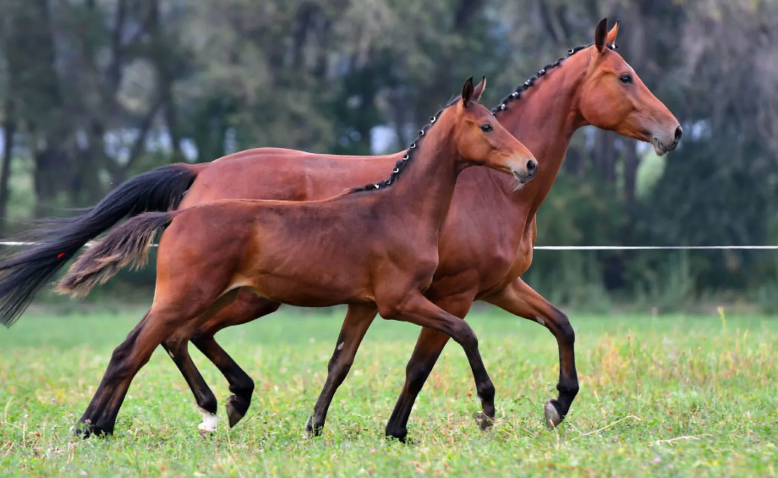 Mare and her foal trotting in synchronization Mare and her foal trotting in synchronization