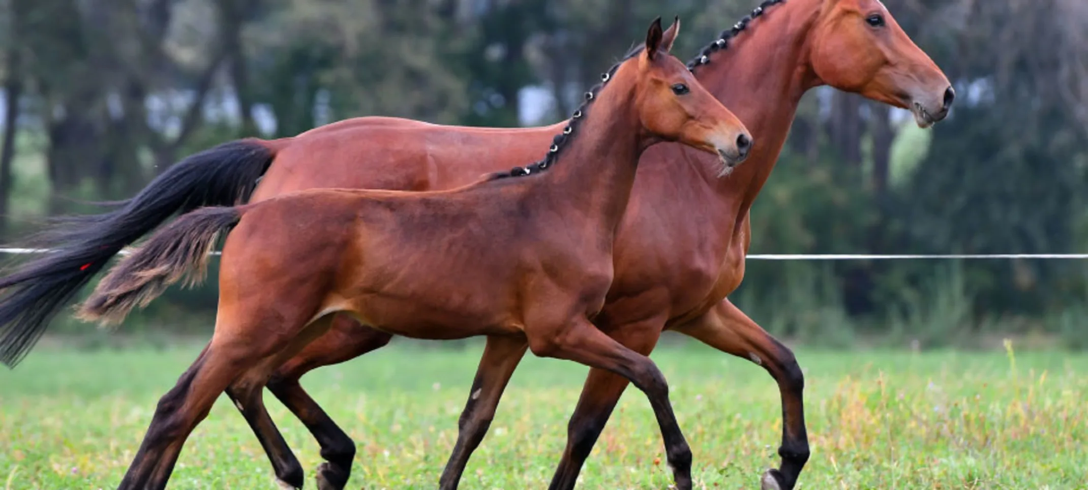 Mare and her foal trotting in synchronization Mare and her foal trotting in synchronization