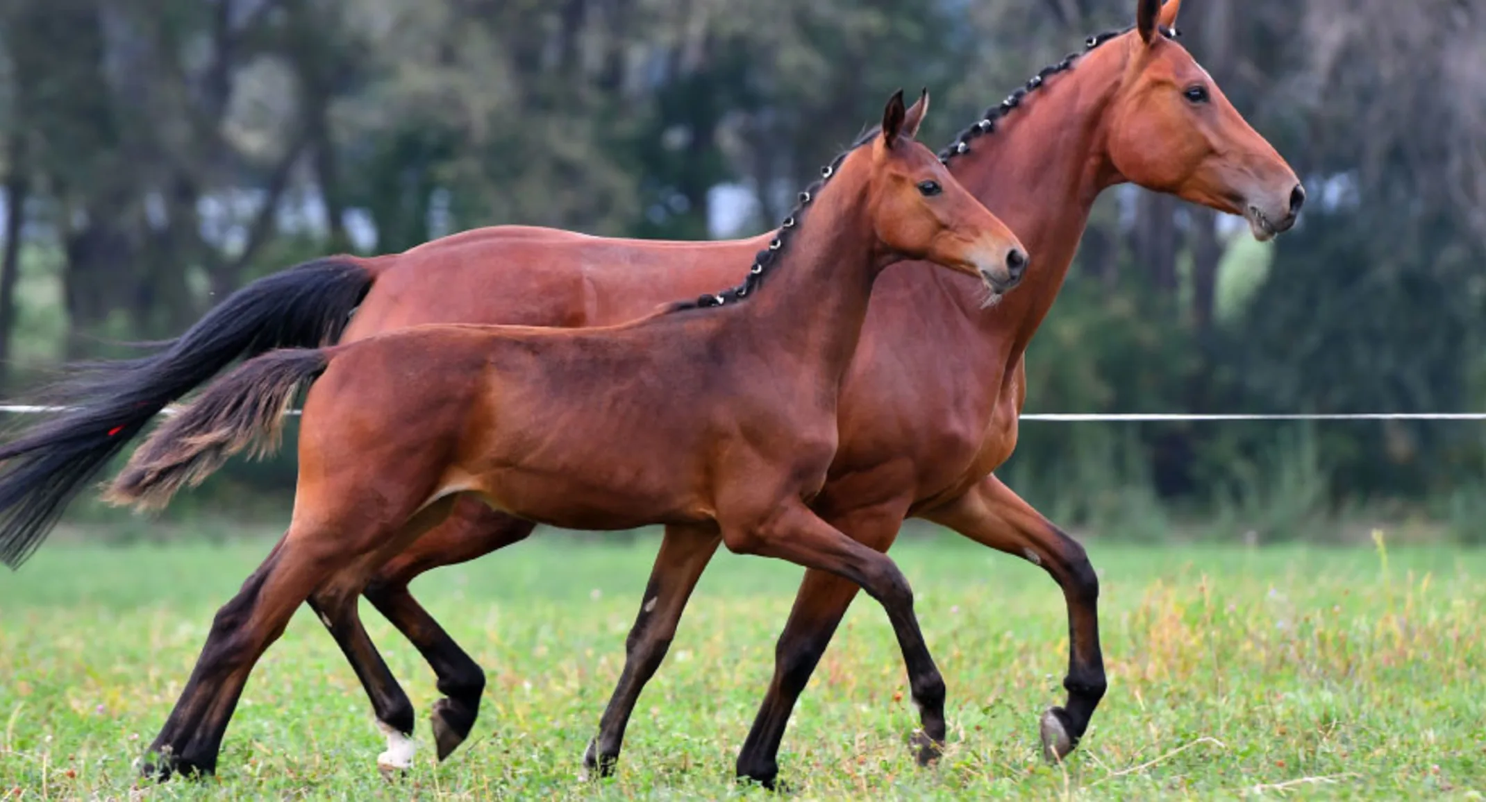 Mare and her foal trotting in synchronization