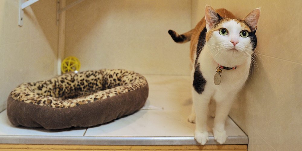 Advantage Pet Center Cat Kennel